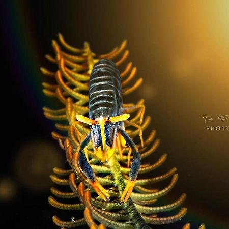 K2 Lembeh Dive Resort Bitung Екстериор снимка