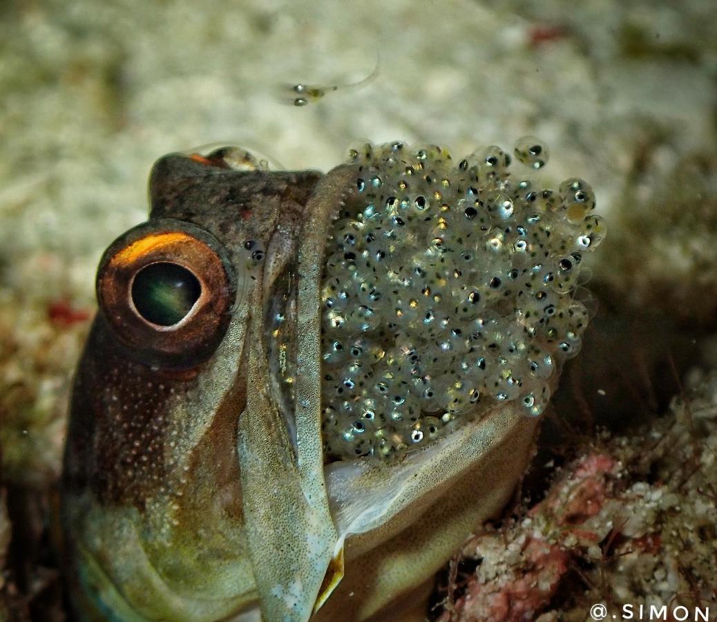 K2 Lembeh Dive Resort Bitung Екстериор снимка