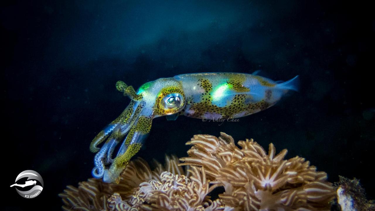 K2 Lembeh Dive Resort Bitung Екстериор снимка