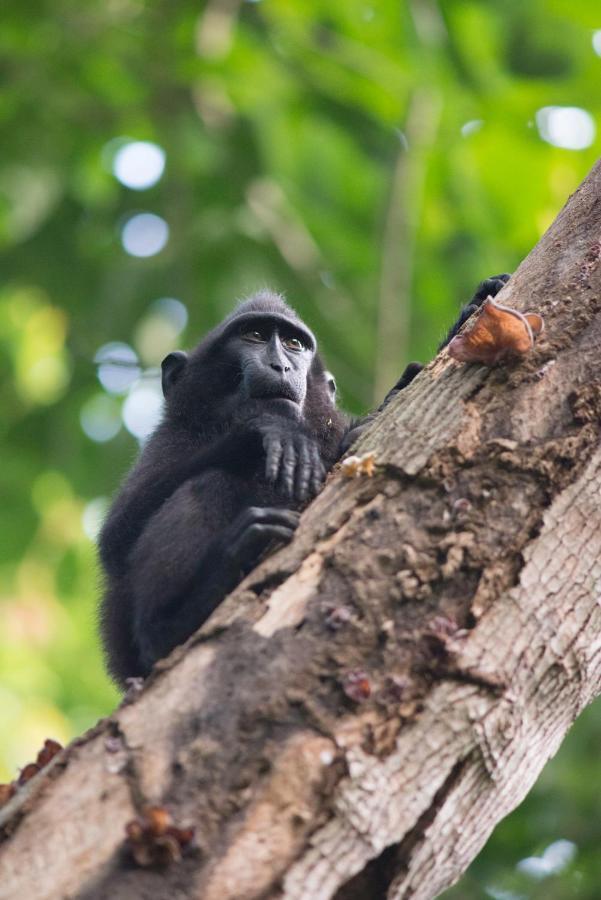 K2 Lembeh Dive Resort Bitung Екстериор снимка